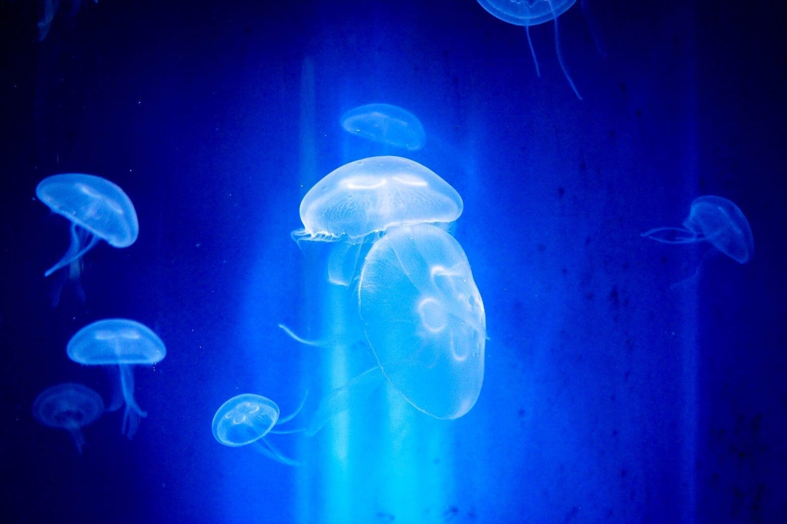 découvrez l'océarium du croisic, un parc aquatique fascinant où la vie marine prend vie à travers des expositions captivantes. explorez des océans remplis de couleurs et de merveilles, idéal pour toute la famille et un parfait mélange d'éducation et de divertissement.