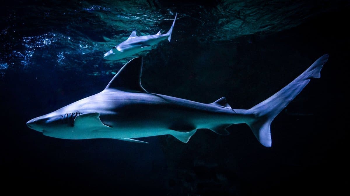 découvrez l'océarium du croisic, un fascinant aquarium où la mer prend vie. plongez dans un monde sous-marin exceptionnel, rencontrez des espèces marines variées et apprenez-en davantage sur la conservation des océans. une expérience inoubliable pour toute la famille!