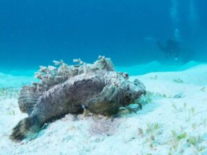 Poisson pierre posé sur un fond rocheux, presque invisible grâce à son camouflage
