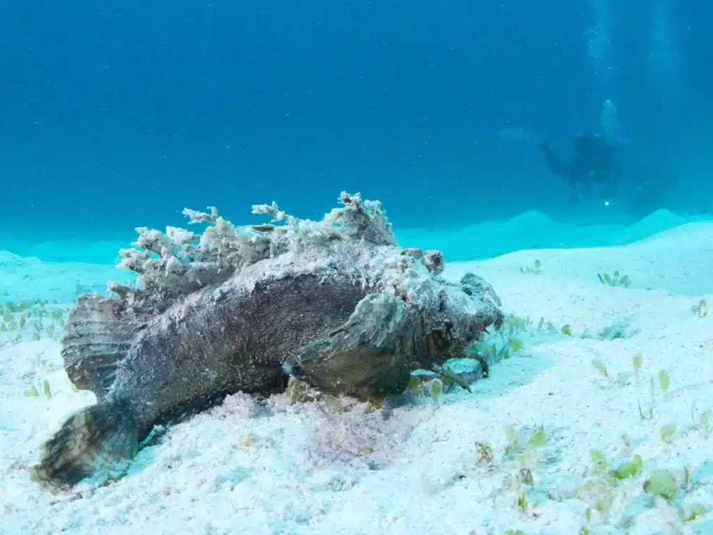 Poisson pierre posé sur un fond rocheux, presque invisible grâce à son camouflage