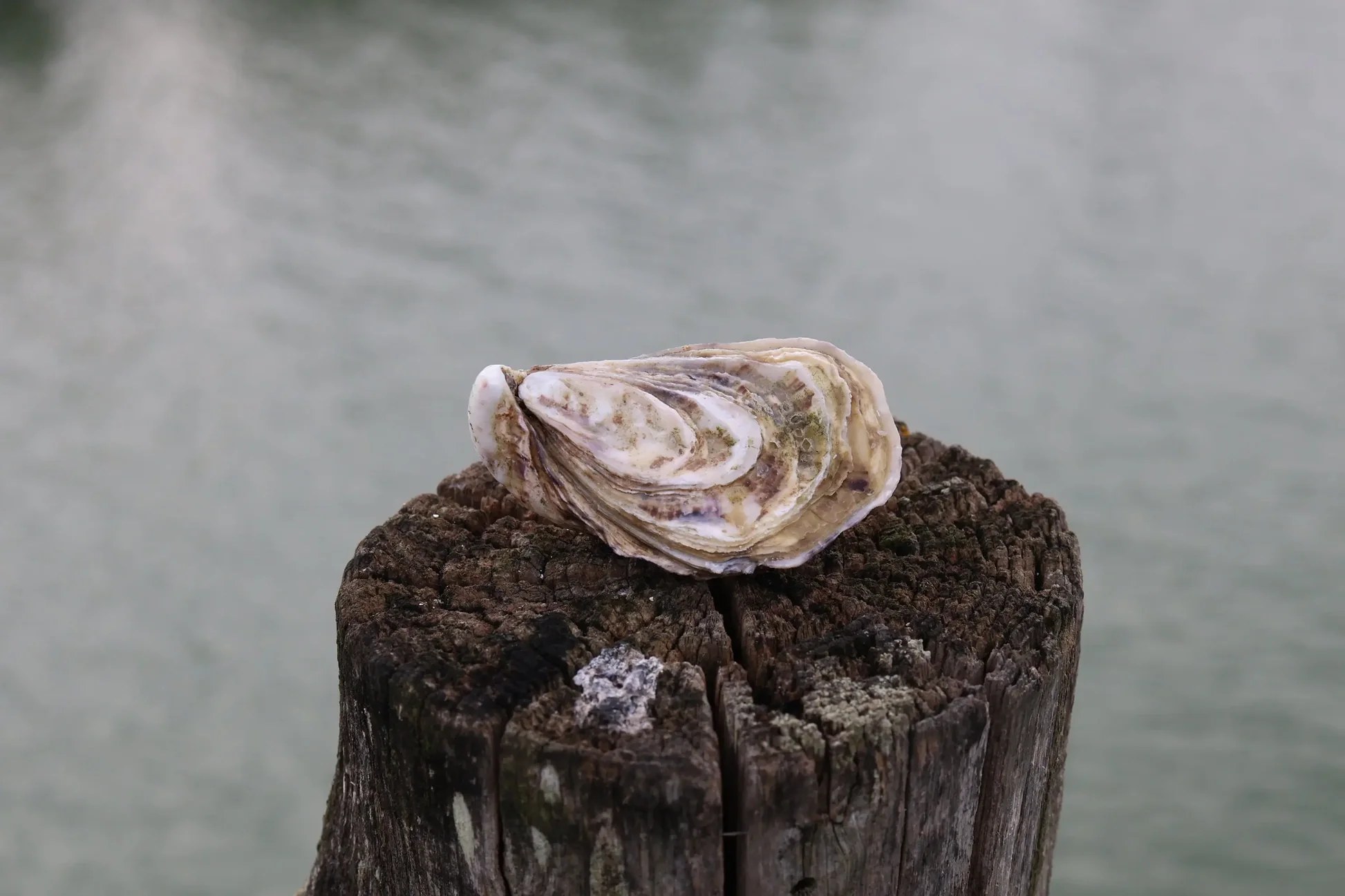 Huîtres Marennes Oléron ouvertes sur un plateau, chair claire et coquilles creuses