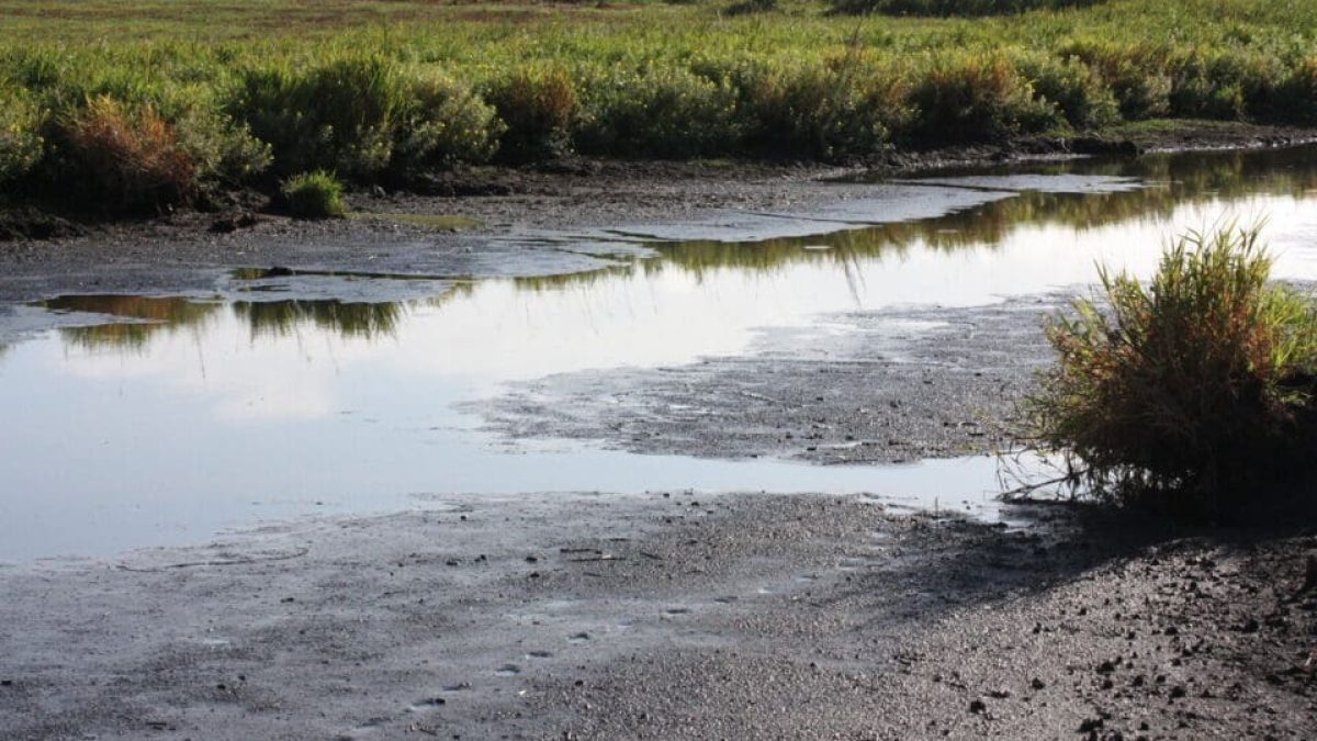 découvrez le marais de brière, un écrin de nature sauvage situé en bretagne. explorez ses paysages enchanteurs, sa faune diversifiée et ses activités de plein air entre balades en barque et randonnées. un lieu idéal pour les amoureux de la nature et les passionnés de biodiversité.