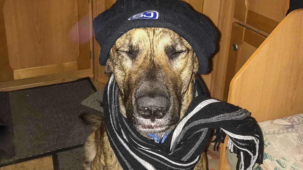 Hund-vor-Kalte-schutzen-im-Wohnmobil.jpg