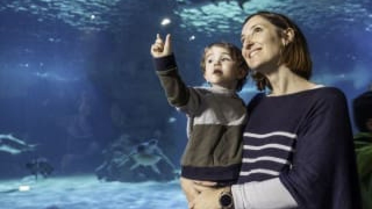 découvrez l'océarium du croisic, un fascinant aquarium où la magie des océans prend vie. explorez une variété d'espèces marines, des spectacles captivants et des expositions éducatives qui raviront petits et grands. plongez dans l'univers marin et apprenez tout sur la biodiversité marine lors de votre visite.