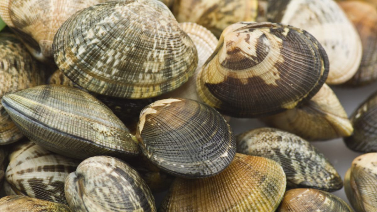 Palourde : le guide complet du coquillage fouisseur
