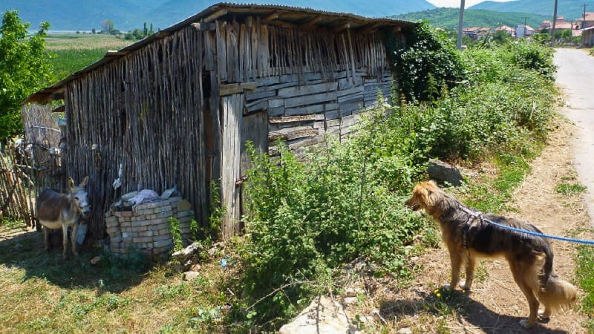 Reisen-mit-Hund-in-Albanien.jpg