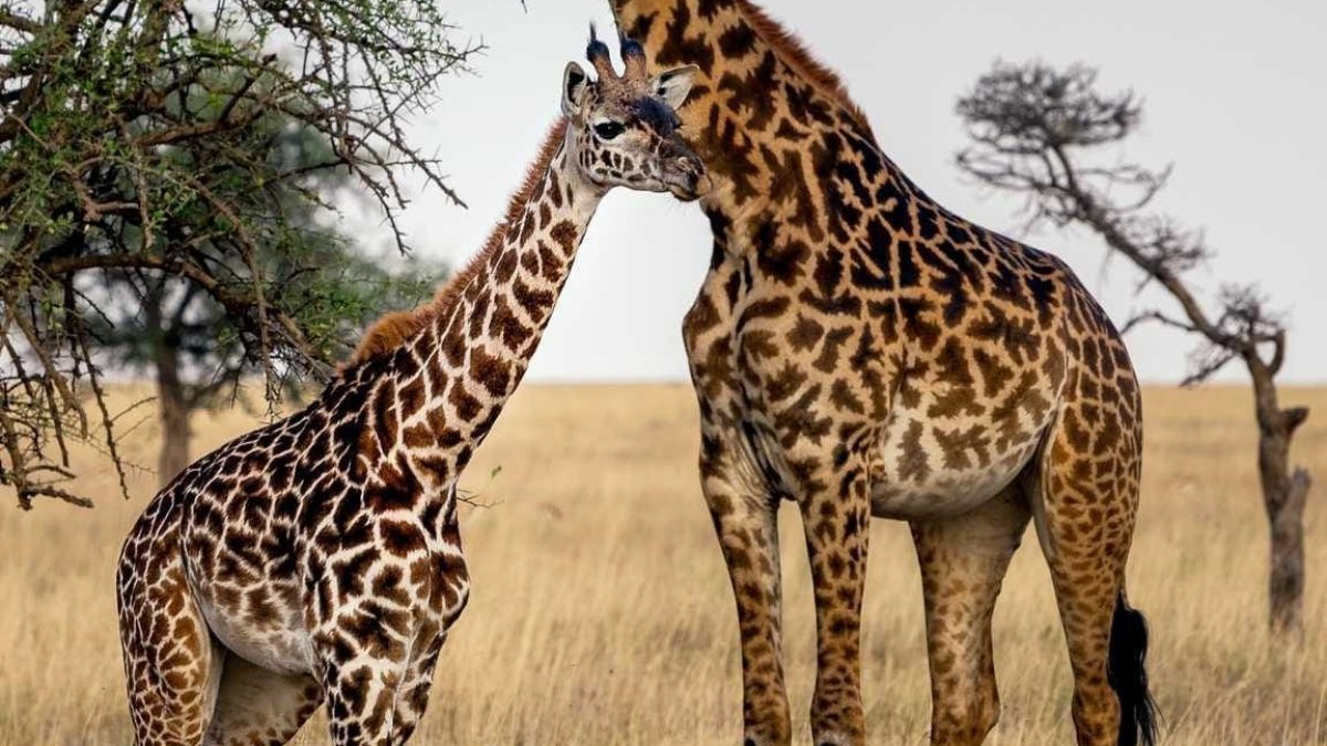aventure-et-mystique-dans-la-savane