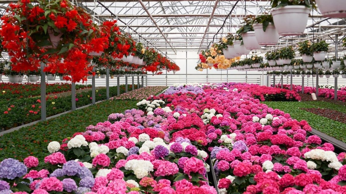 jardinerie