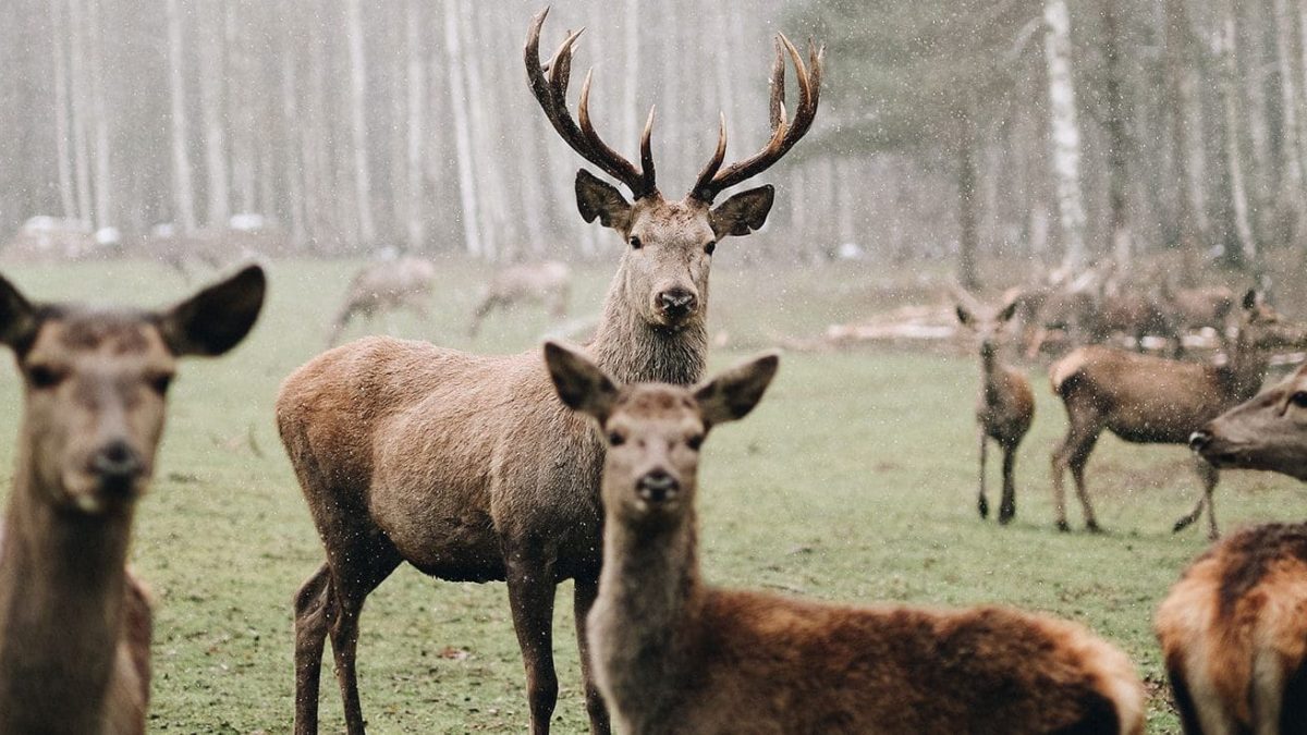 la-faune-et-la-flore-des