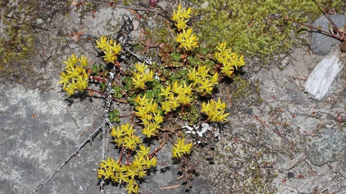 découvrez les bienfaits de l'orpin jaune : cette plante médicinale est reconnue pour ses vertus anti-inflammatoires, ses propriétés cicatrisantes et son soutien au bien-être général. idéal pour renforcer la santé naturellement.