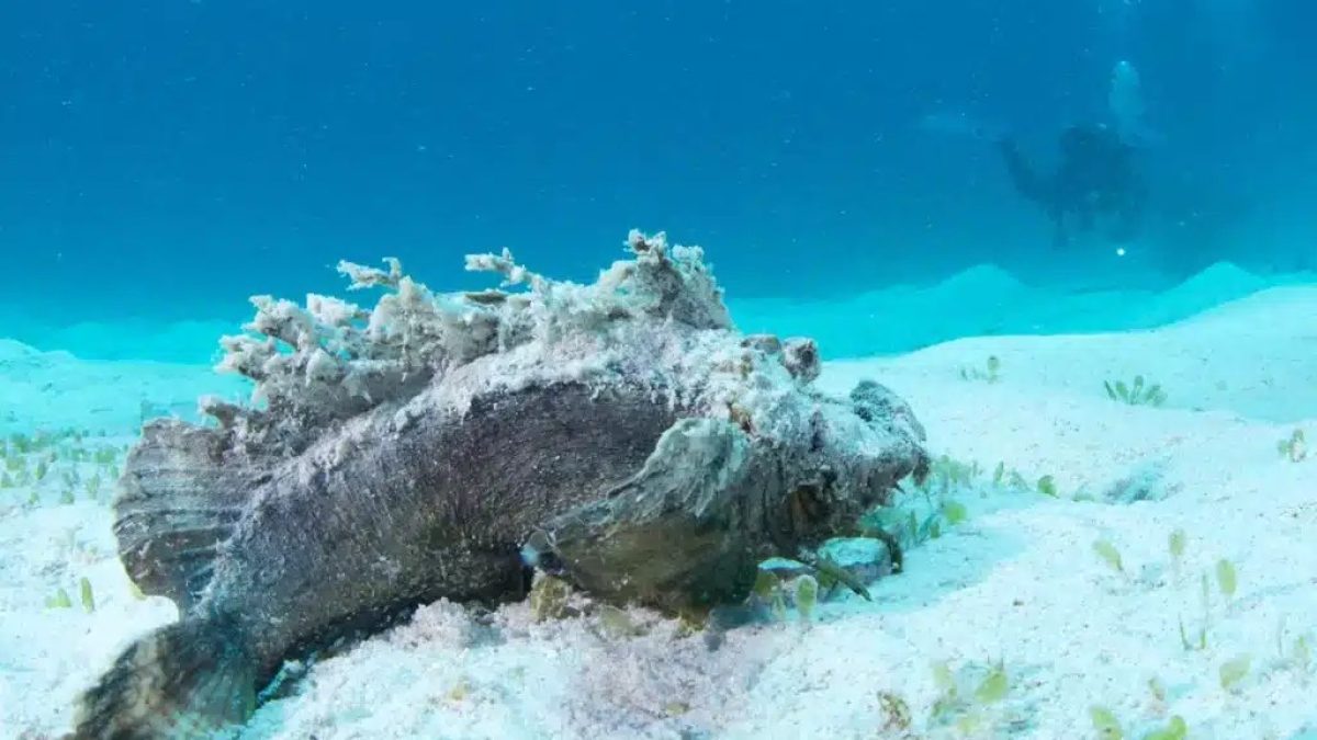 Poisson pierre posé sur un fond rocheux, presque invisible grâce à son camouflage
