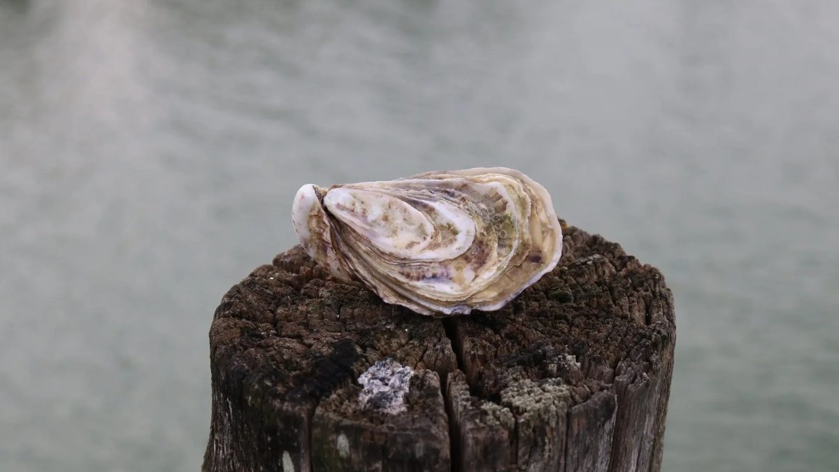 Huîtres Marennes Oléron ouvertes sur un plateau, chair claire et coquilles creuses